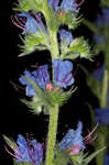 Common viper's bugloss